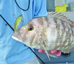 Trickey snapper are a real surprise packet on the rod. They are very powerful and aggressive fish as Harry Watson found out catching 25 in 25 casts on a Jackall Tranzam.